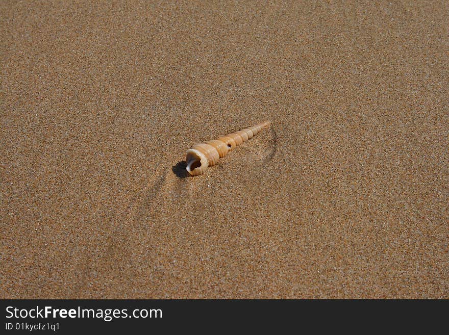 Long and pointed shell on a beach. Long and pointed shell on a beach