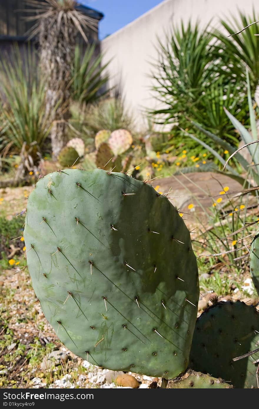 Close-up Cactus in Garden