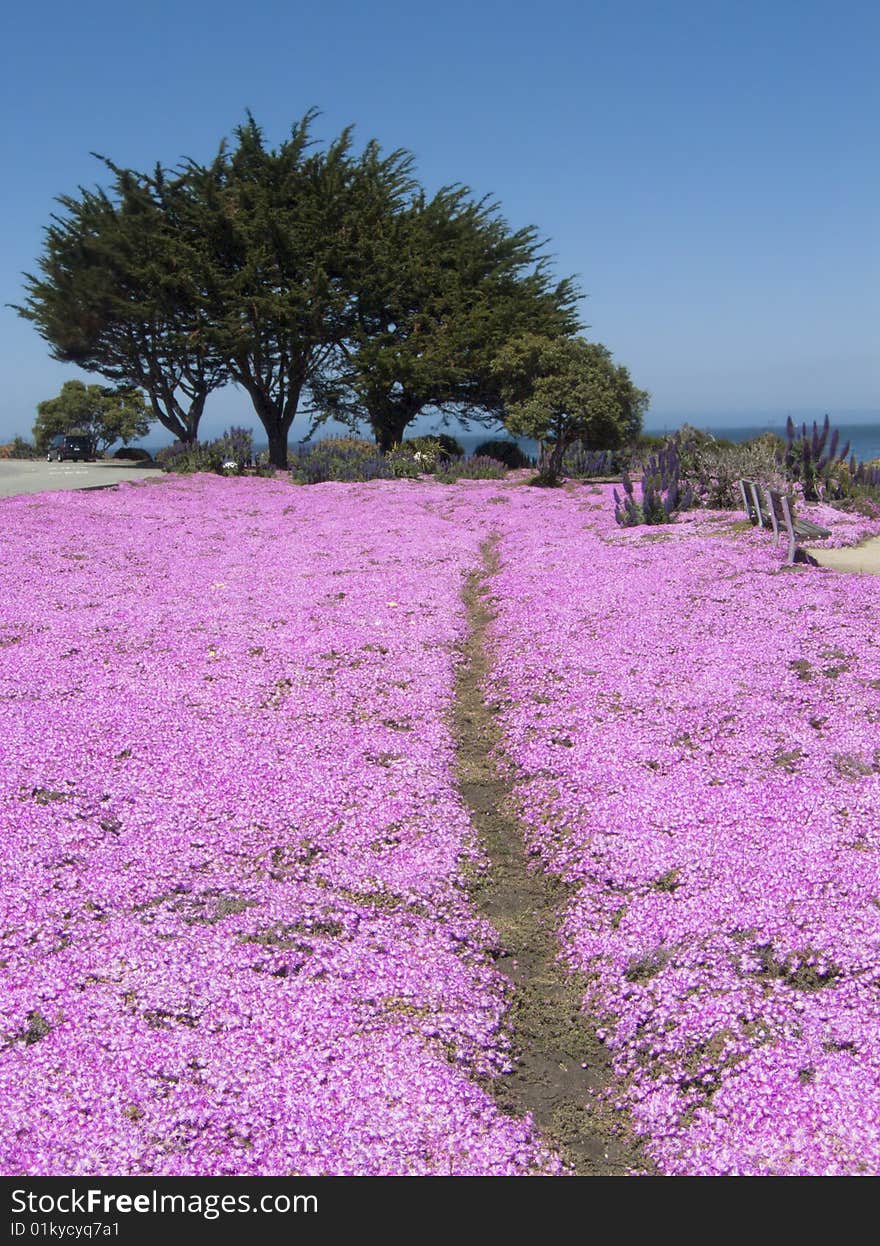 Coastal path through pink flowers