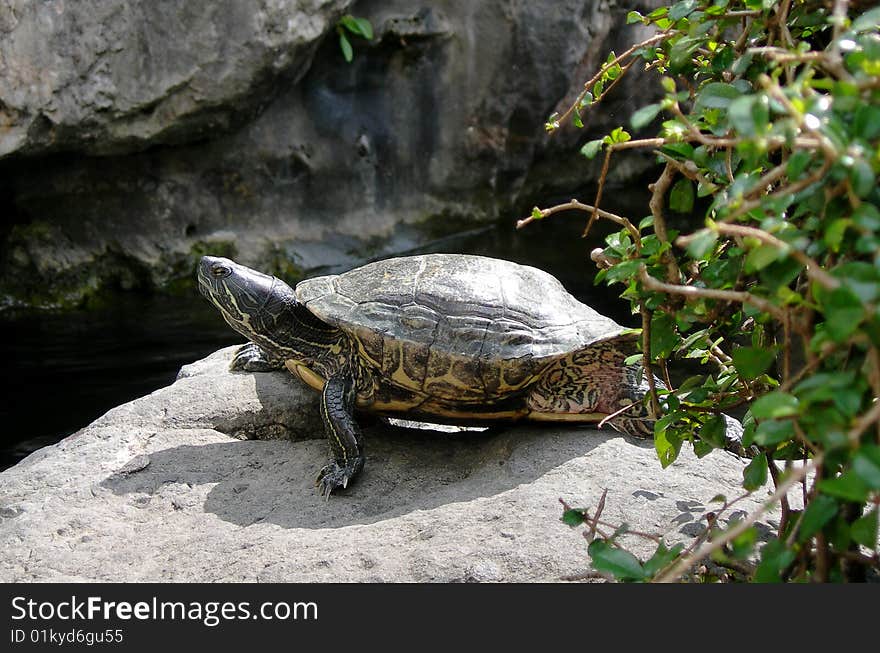 Turtle in Crocodile Pond near The Temple of the Reclining Buddha, Bangkok, Thailand. Turtle in Crocodile Pond near The Temple of the Reclining Buddha, Bangkok, Thailand