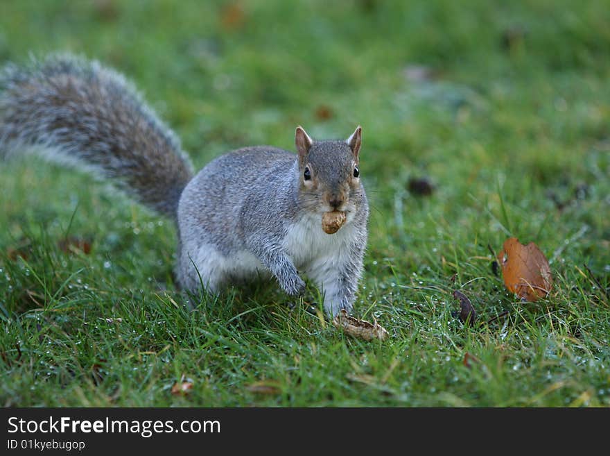 Hyde Park squirrel eating a nut