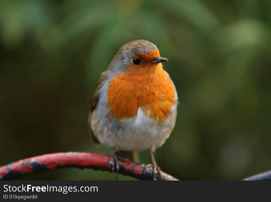 Robin Sitting On A Fence