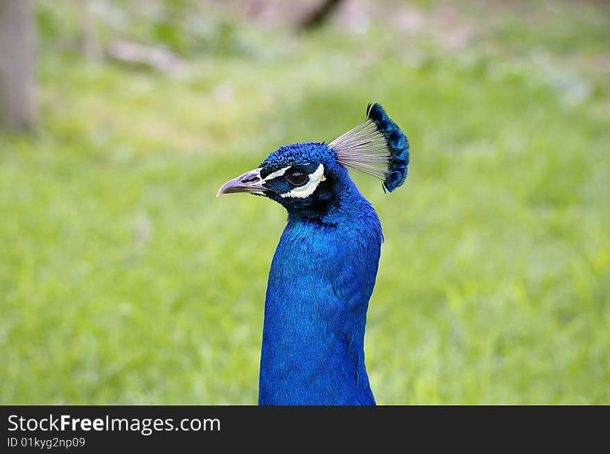 Peacock