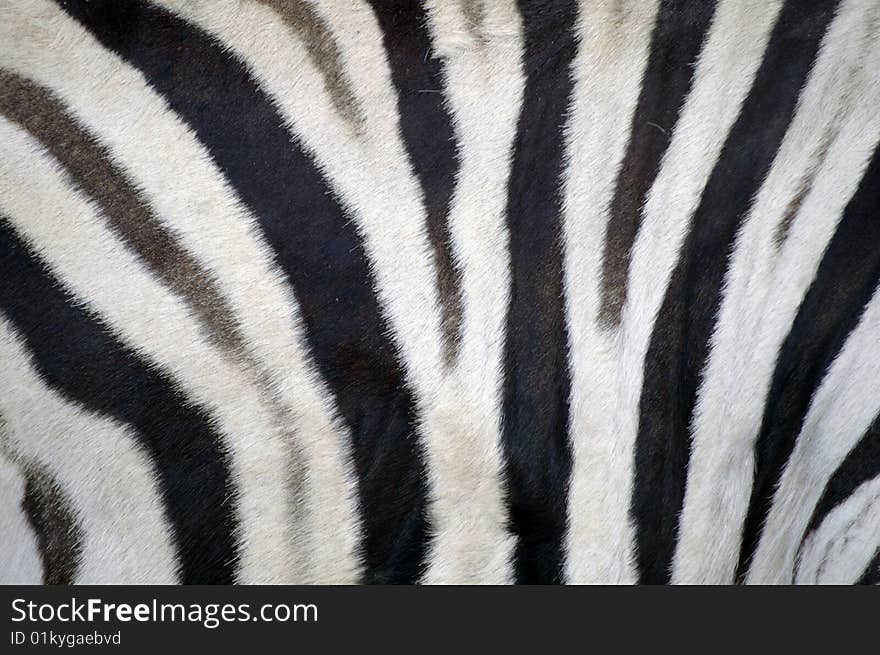 An up close shot of stripes on a zebra. An up close shot of stripes on a zebra.