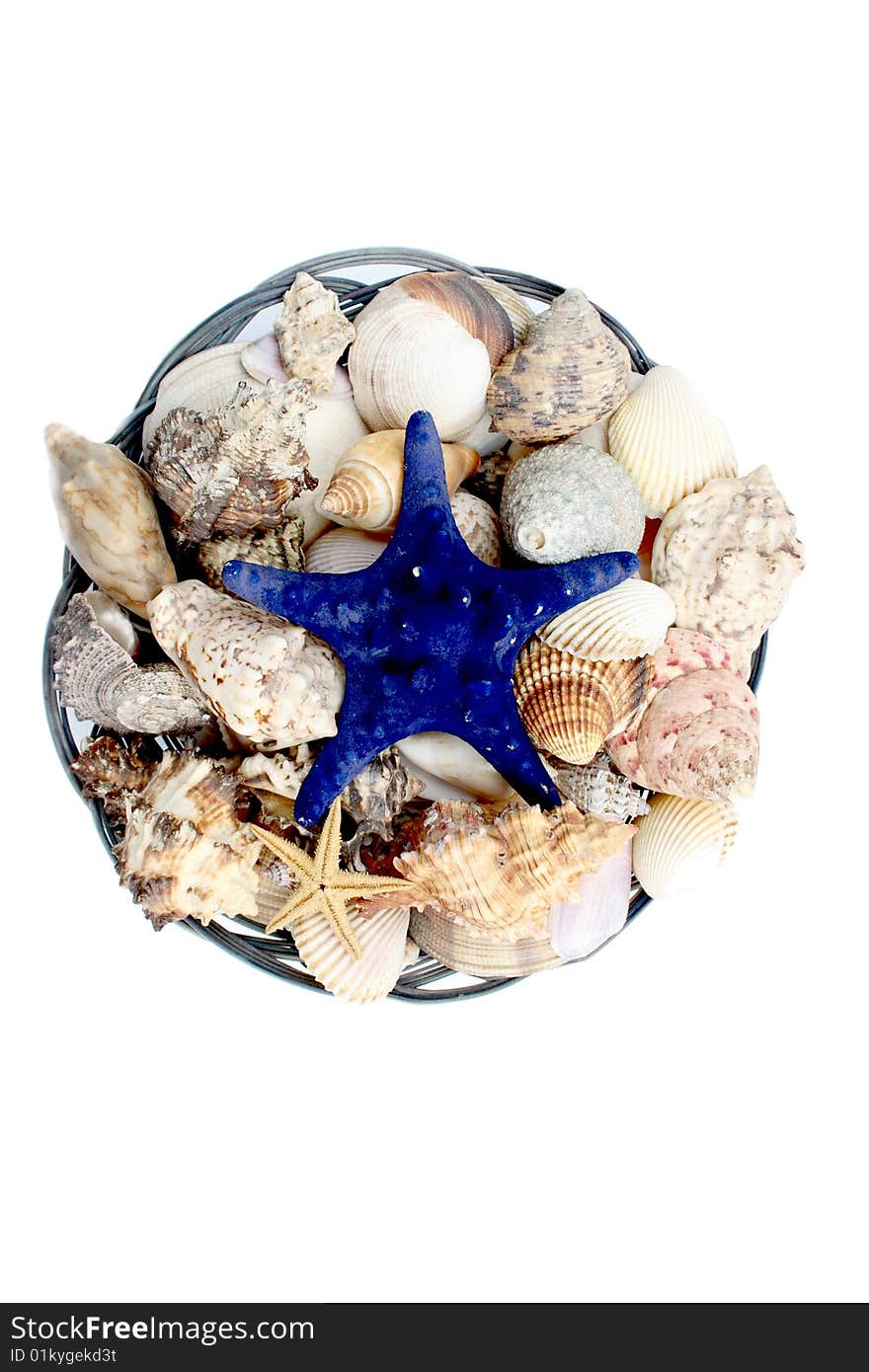 Blue starfish and shells