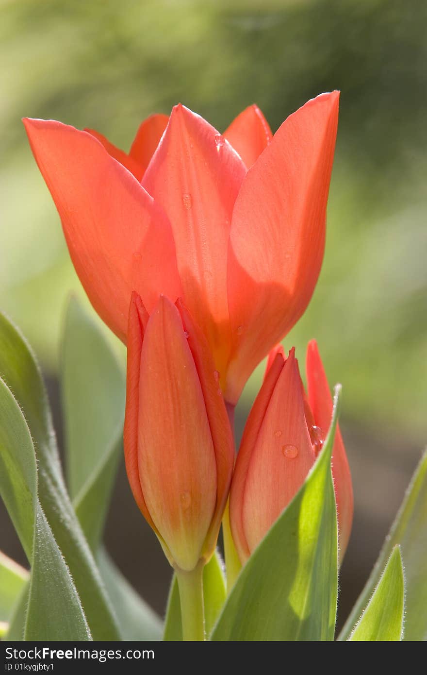 Beautiful red tulip with some water droplets