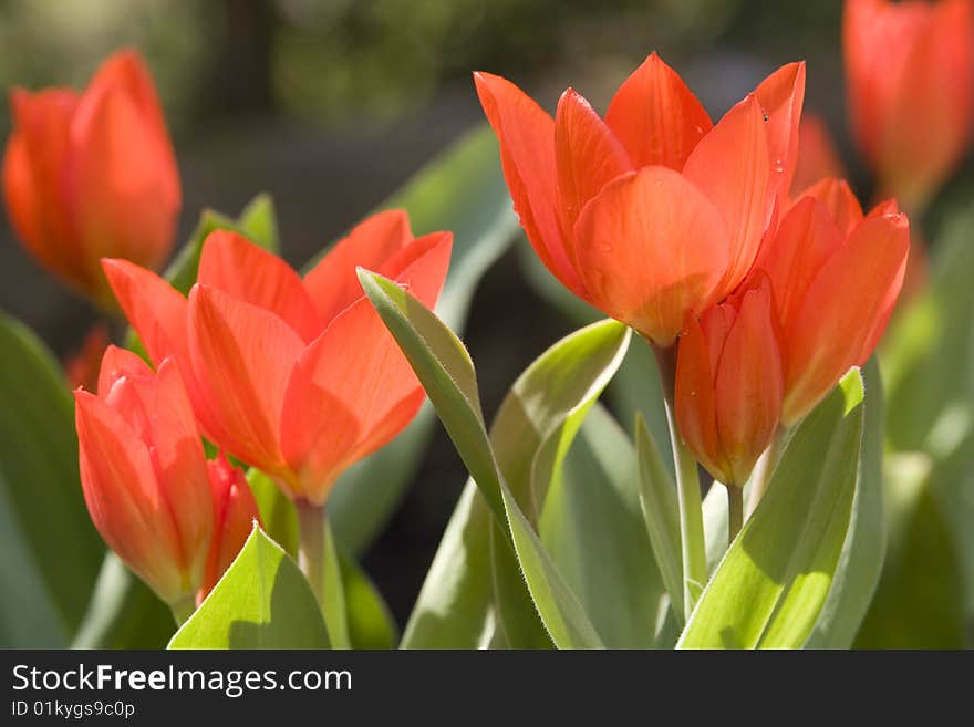 Group of beautiful red tulips with some water droplets