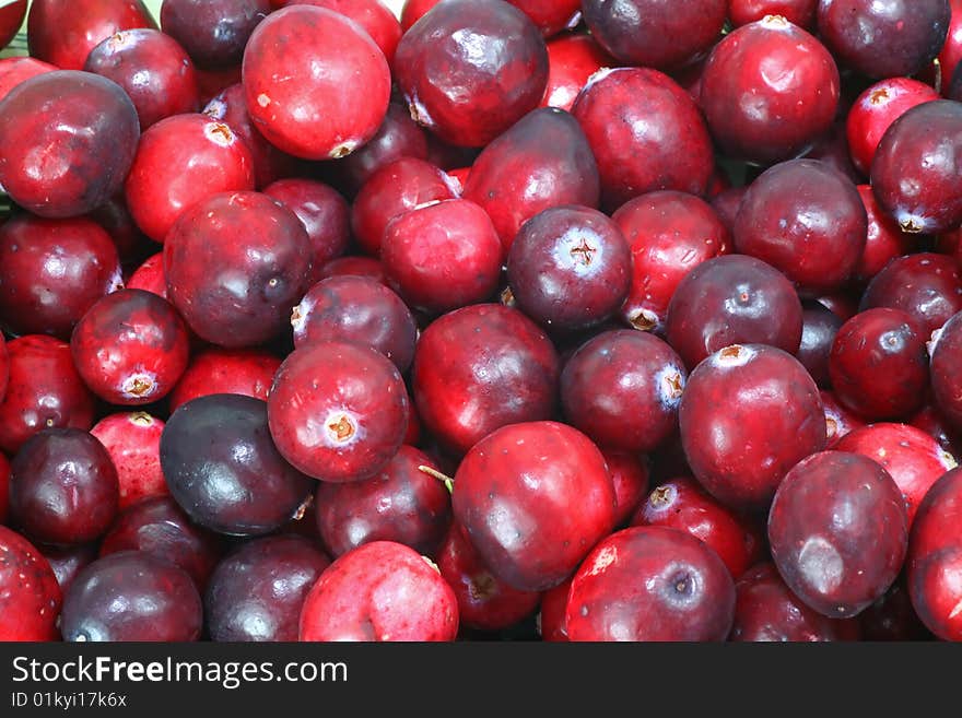 Wild cranberries, used to accompany seasonal and holiday food favorites.