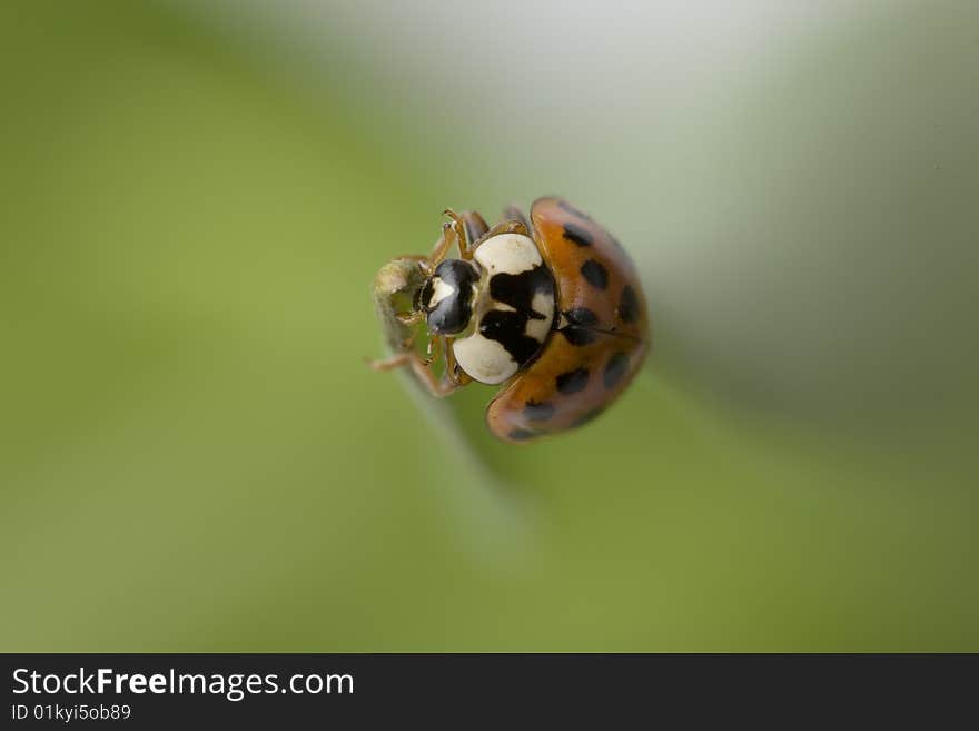 Close up of a ladybug sitting on a leave