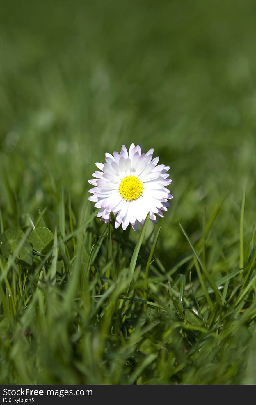 Spring flower growing in the grass.