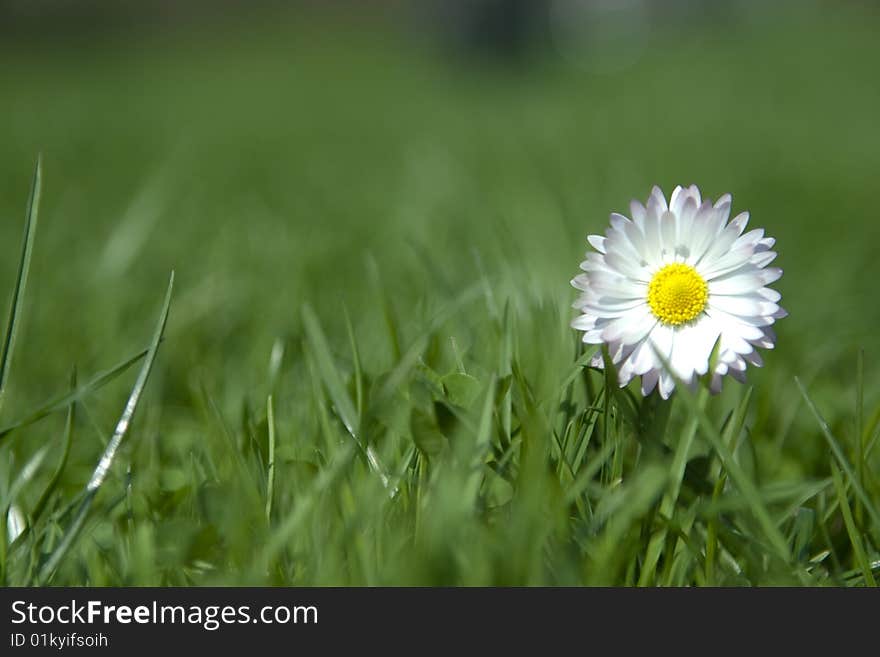 Spring flower growing in the grass.