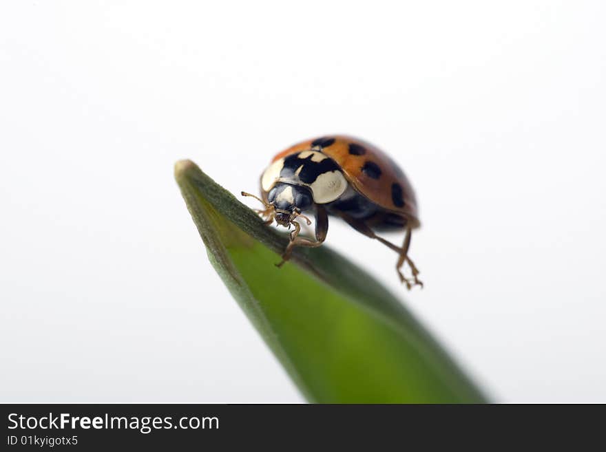 Close up of a ladybug sitting on a leave. Close up of a ladybug sitting on a leave