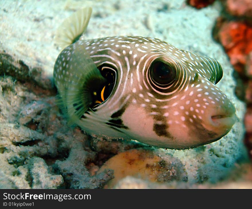 White spotted pufferfish