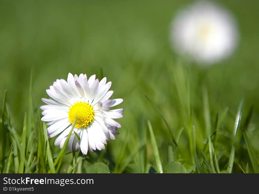 Spring flower growing in the grass.