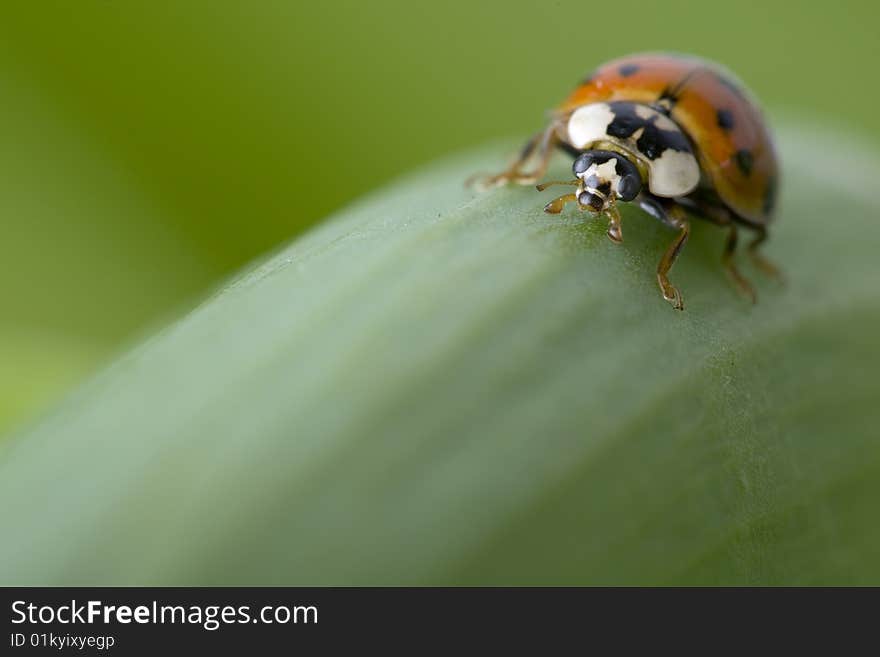 Close up of a ladybug crawling on a leave