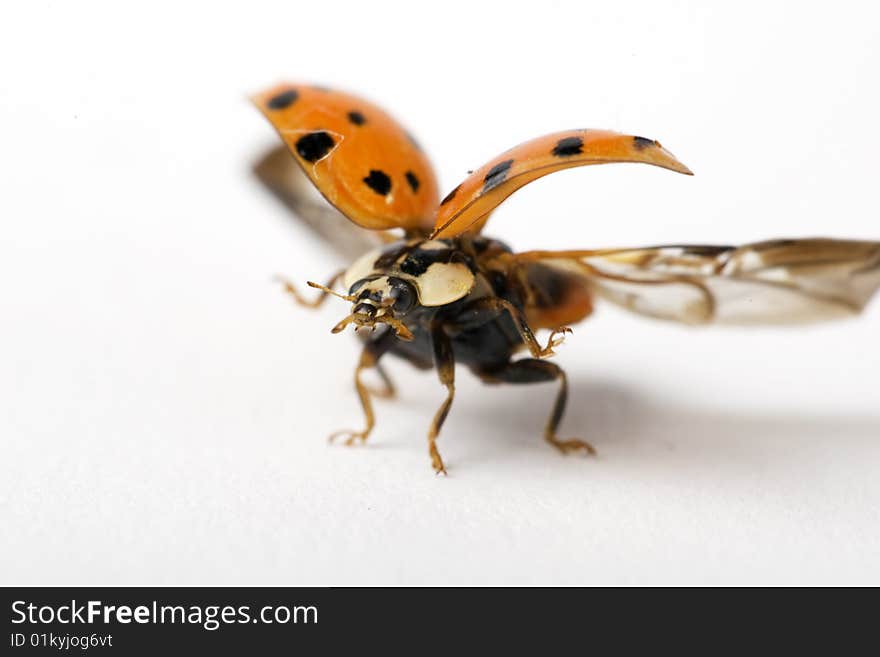 Close up of a ladybug right before starting flying