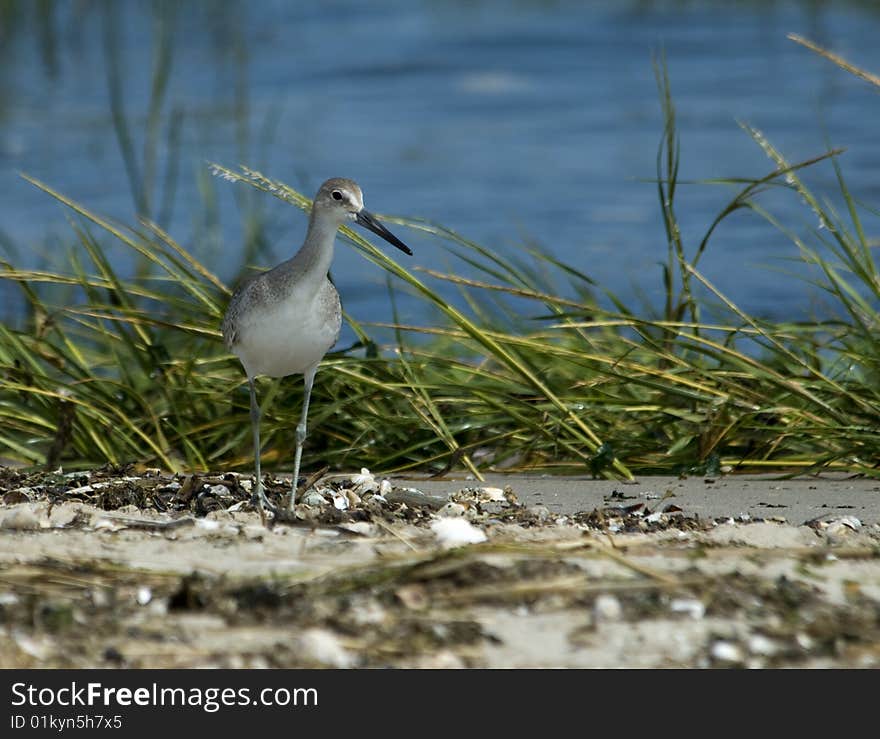 Western Willet