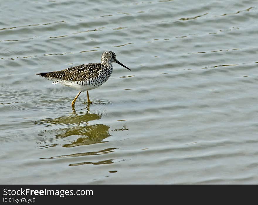 Greater Yellowlegs