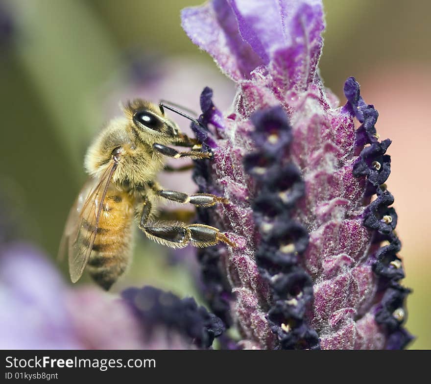 Close up of honey bee collecting pollen from lavender plant. Close up of honey bee collecting pollen from lavender plant