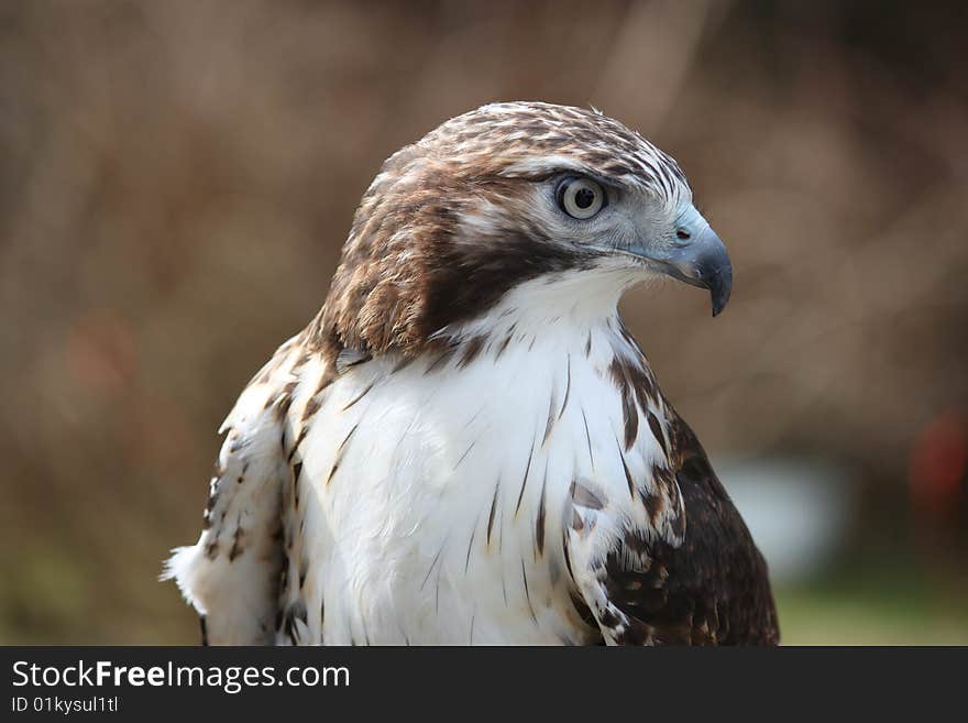 A captive Red-tailed hawk used in falconry. A captive Red-tailed hawk used in falconry.