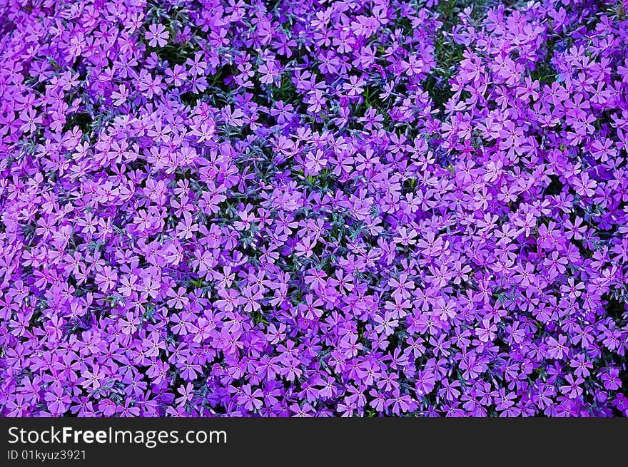 Violet Carpet