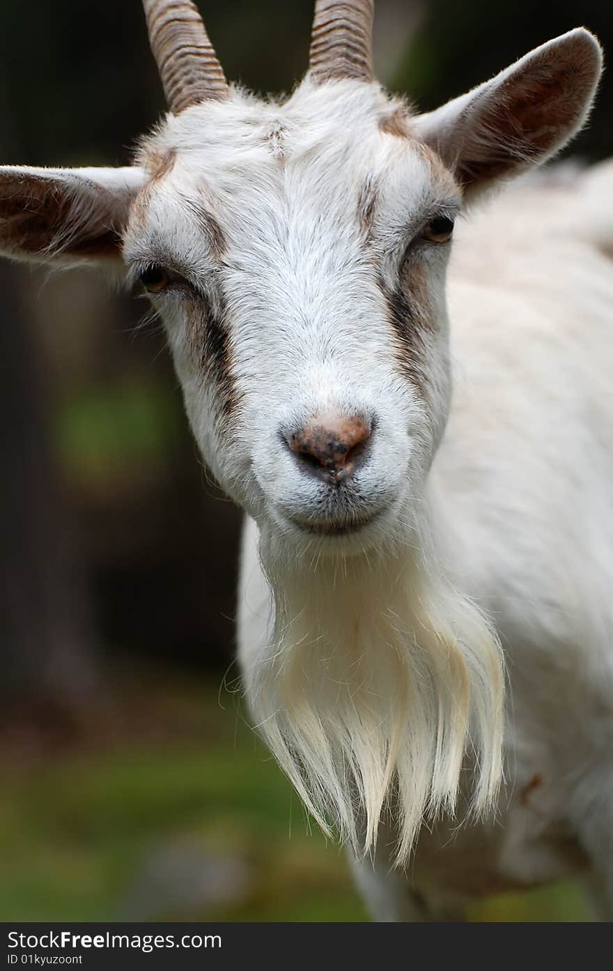 White goat