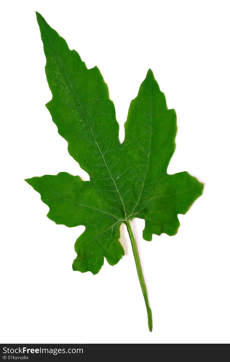 Close up green leaf with white background. Close up green leaf with white background