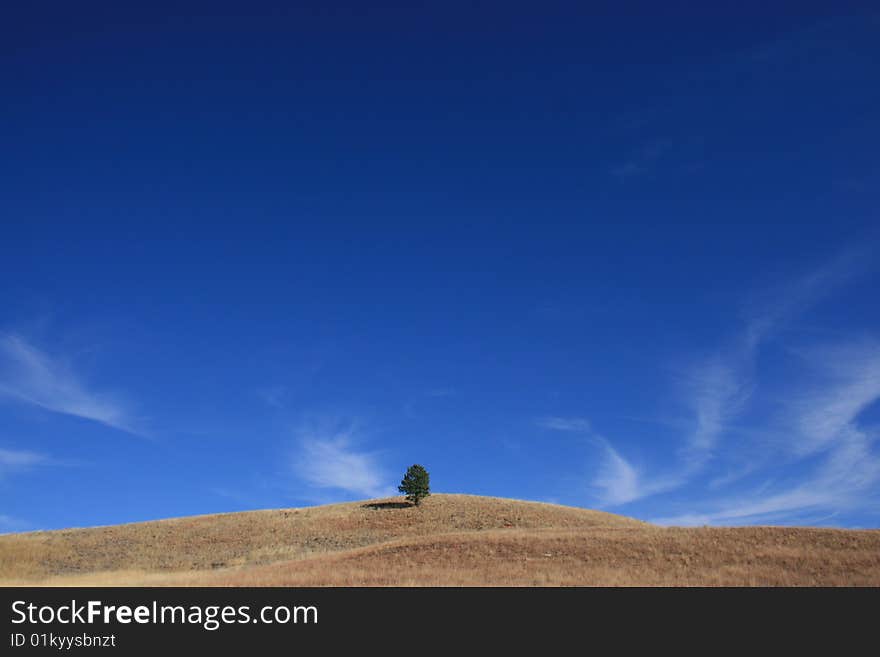 Tree In The Prairie