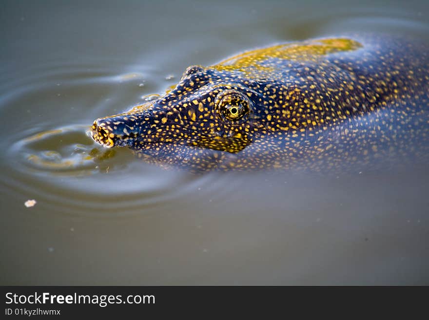 Trionyx Triunguis is a large soft shell turtle. There are few breeding sites along the Alexander river, Israel. Trionyx Triunguis is a large soft shell turtle. There are few breeding sites along the Alexander river, Israel.