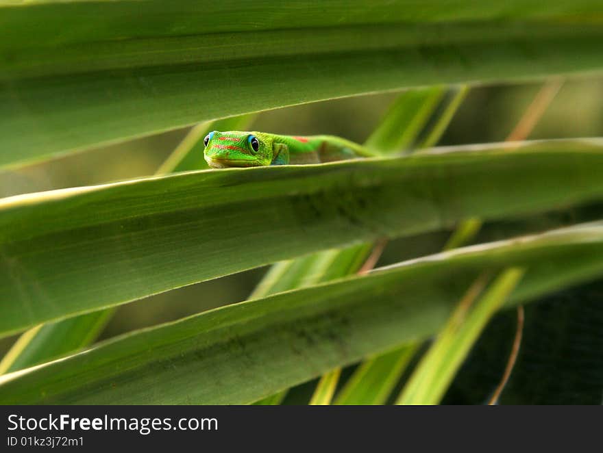 A green Hawaiian gecko peers out from the plants. A green Hawaiian gecko peers out from the plants.