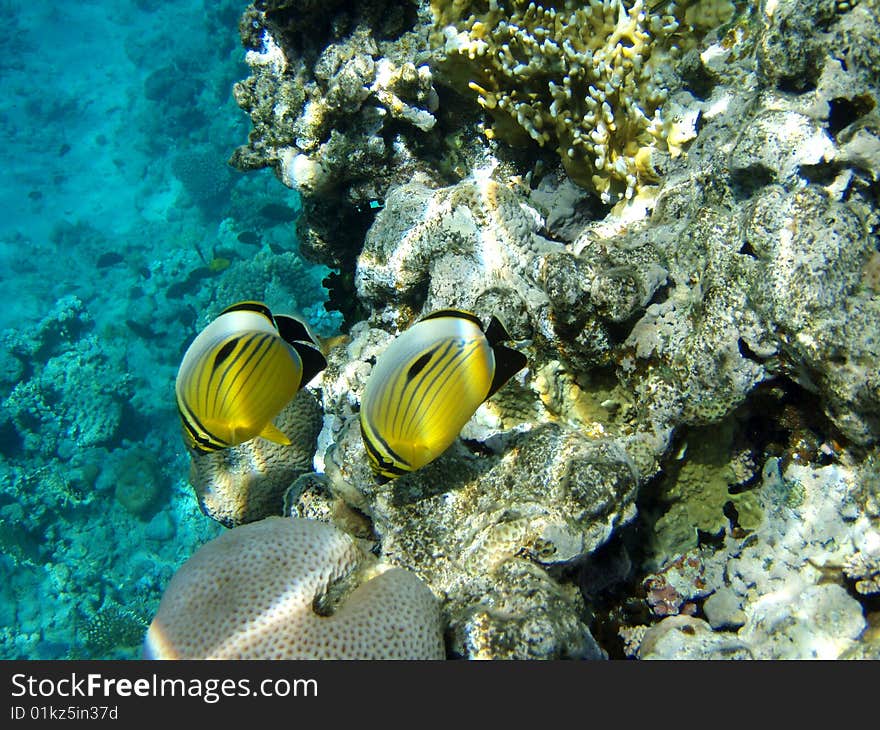 Coral small fishes red sea