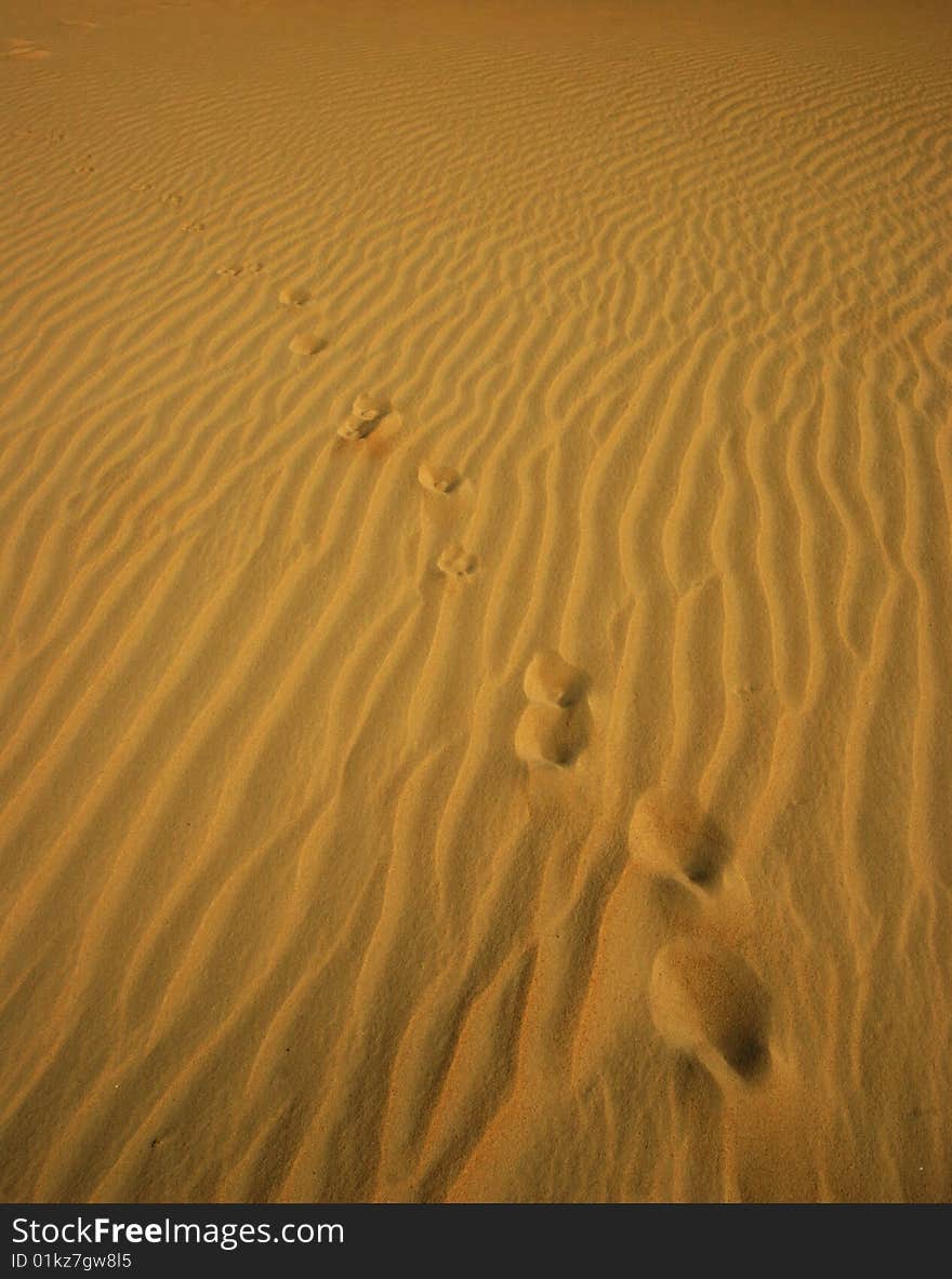 Traces on sandy dune.