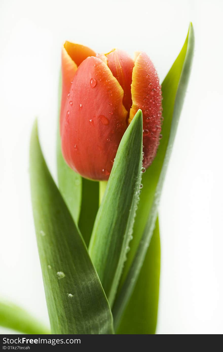 Big garden full of beautiful tulips. Big garden full of beautiful tulips