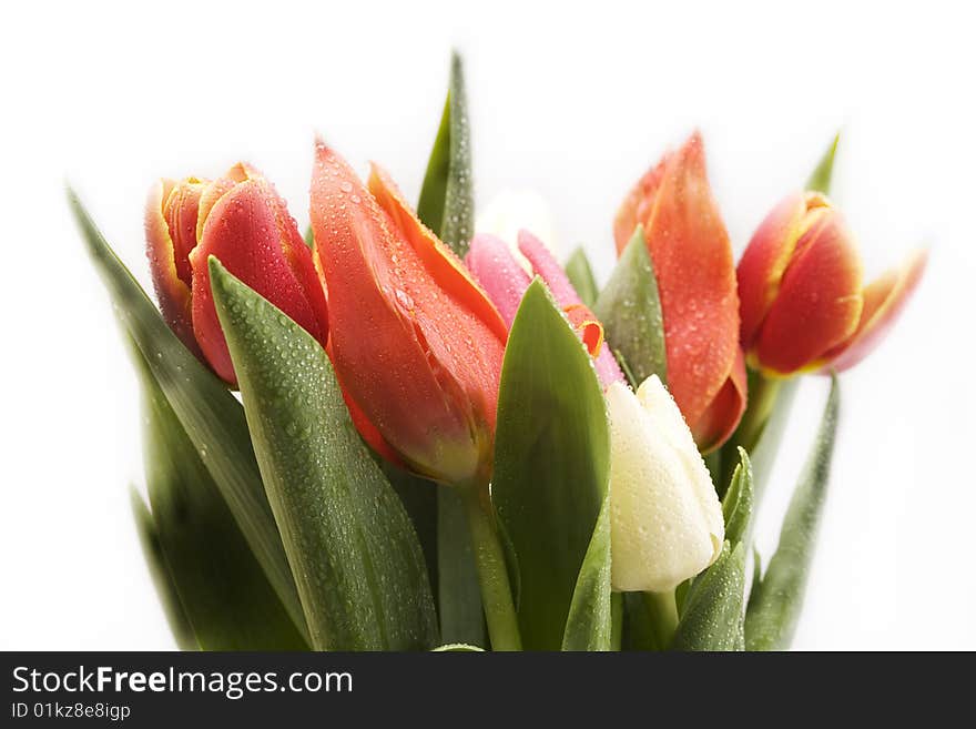 Fresh Tulips