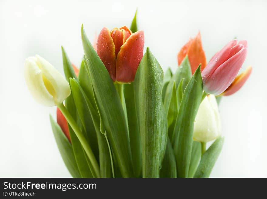 Fresh tulips