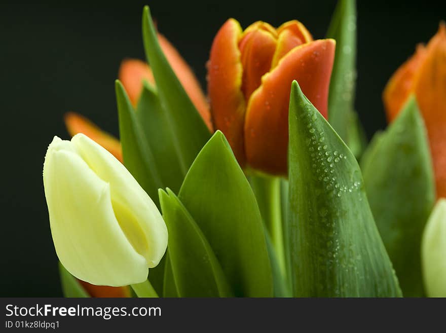 Fresh tulips