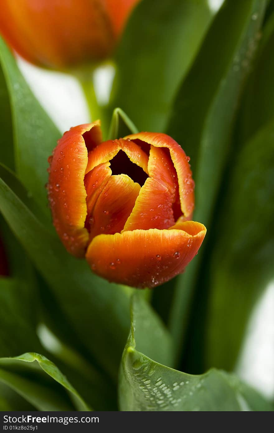 Big garden full of beautiful tulips. Big garden full of beautiful tulips