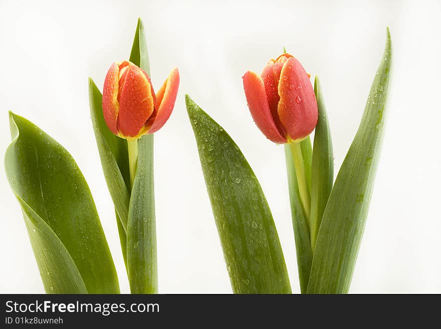 Fresh tulips