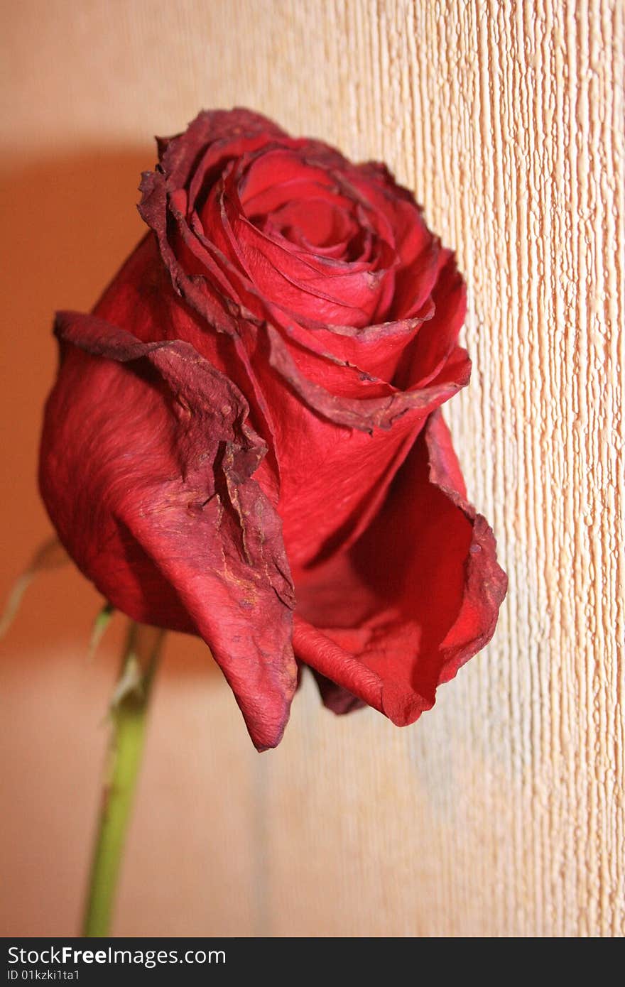 Artificial red rose. Lifeless but beautiful. Artificial red rose. Lifeless but beautiful