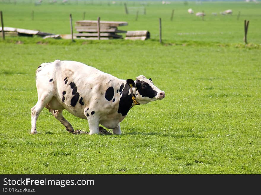 Cow is standing up in a fresh meadow