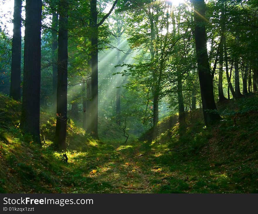 Sunshine shining through the green tree branches. Sunshine shining through the green tree branches