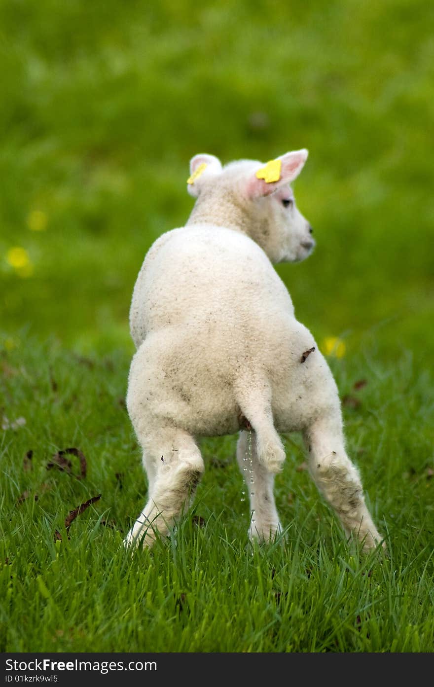 Cute little lamb is urinating in a fresh green meadow