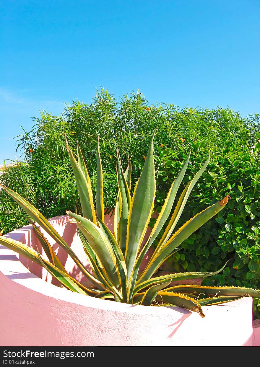 Giant tropical Aloë (color photo). Giant tropical Aloë (color photo)