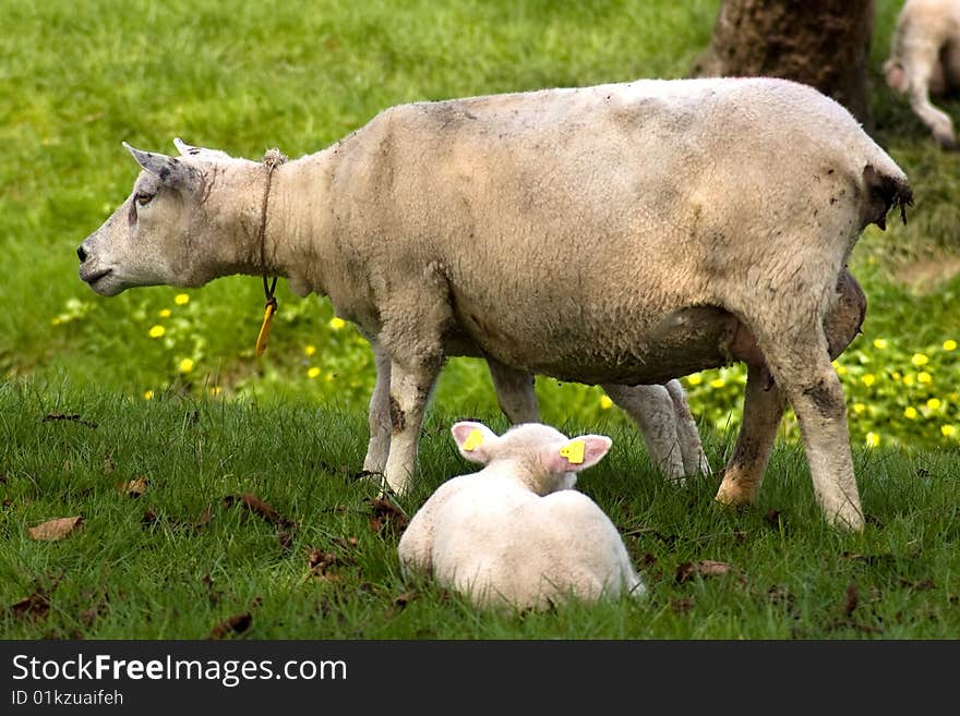 A sheep and a cute lamb in spring in fresh meadow