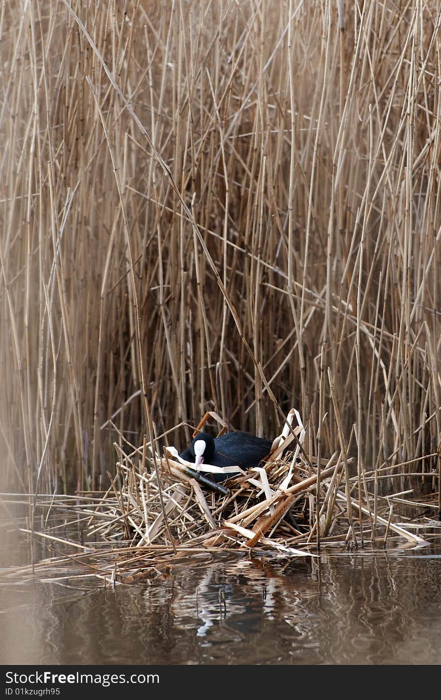 Common Coot