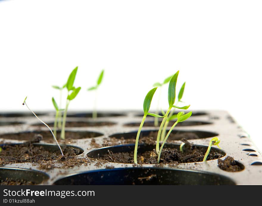 Tomato seedling in small pots