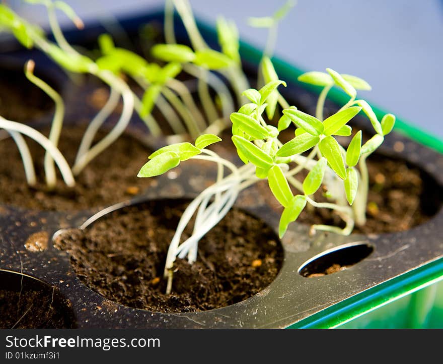 Pepper seedlings in small pots