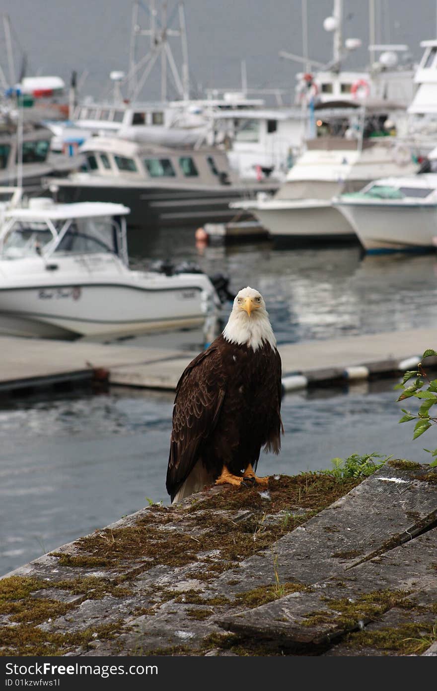 Bald Eagle