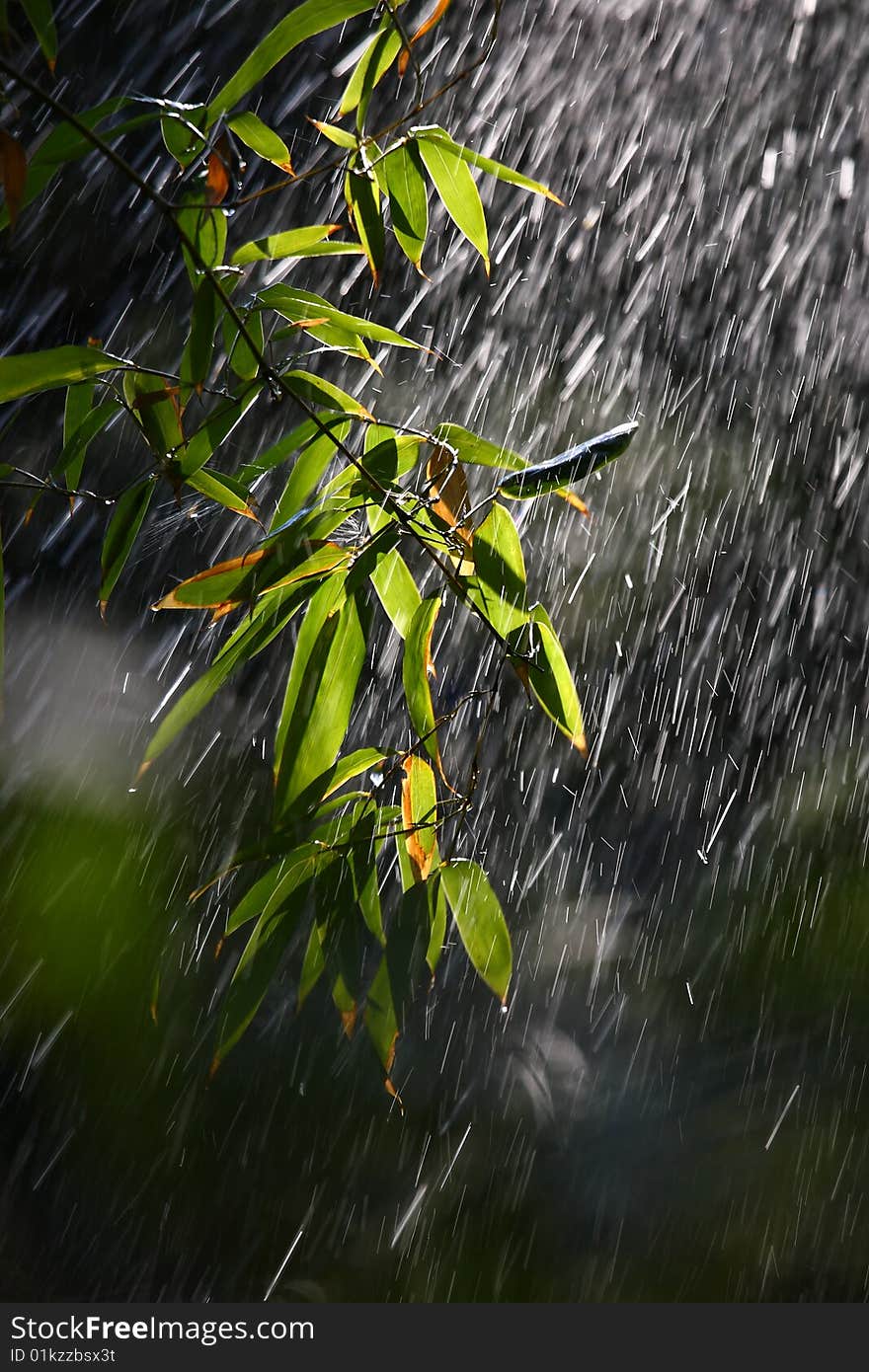 Water spray on the leaf of bamboo