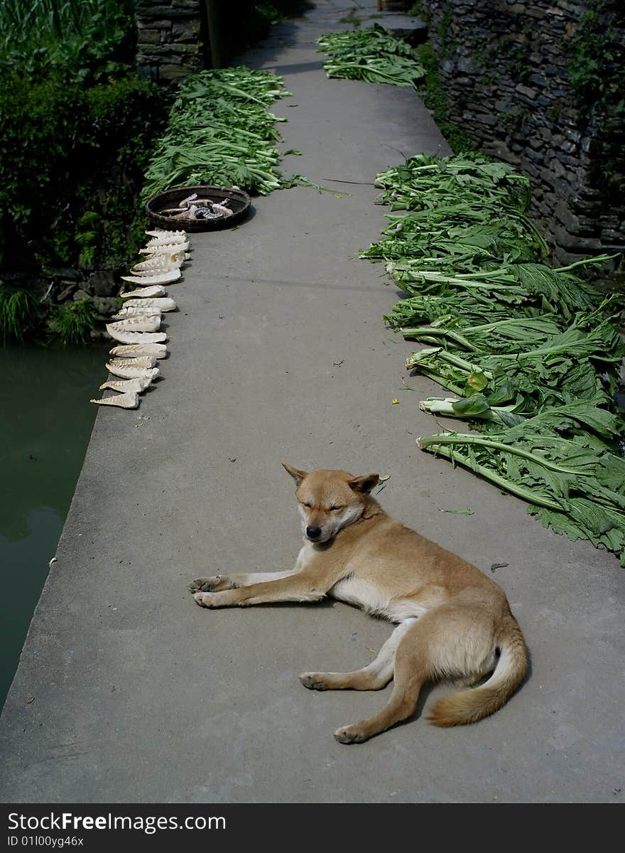 Dog lies under the sun in the village